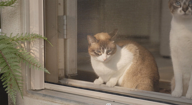 Moustiquaire rétractable Phantom Legacy MESH LOCK Installée